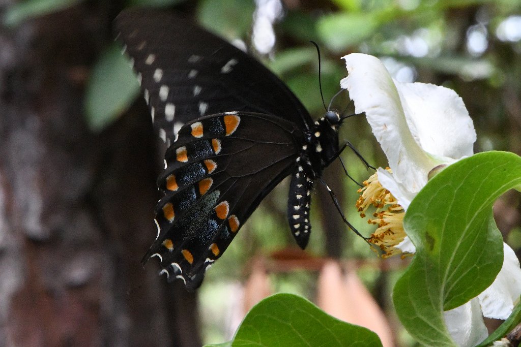 167 2018-05271333 Pinehurst, NC.JPG - Spicebush Swallowtail (Papilio (Pterourus) troilus) on Japanese Stewartia (Stewartia pseudocamellia). Sandhills Horticulture Gardens, NC, 5-27-2018